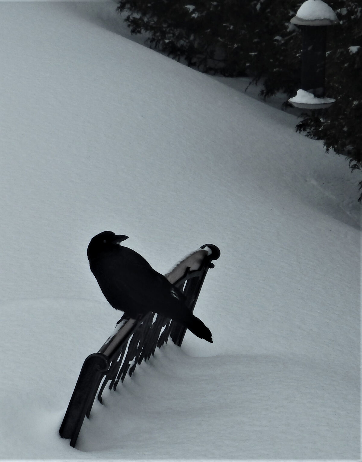 American crow
